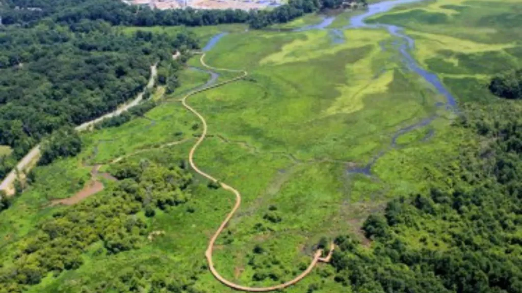Neabsco Creek boardwalk winding through the green wetlands